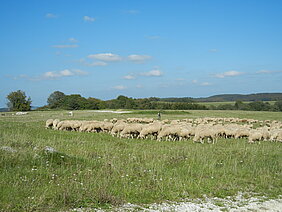 Schafherde auf der Münsinger Alb; Fotografie: Geschäftsstelle Biosphärengebiet Schwäbische Alb