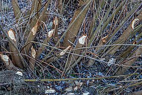 Bieberspuren auf den Gartenschau-Areal; Bildquelle: Stadt Balingen