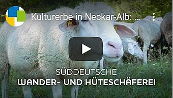 Kulturerbe in Neckar-Alb: Wander- und Hüteschäferei
