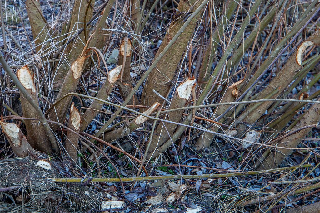 Bieberspuren auf den Gartenschau-Areal; Bildquelle: Stadt Balingen